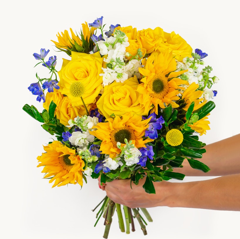 Bright bouquet of yellow sunflowers and roses mixed with blue flowers and greenery held by hands against a white background, symbolizing a vibrant gift.