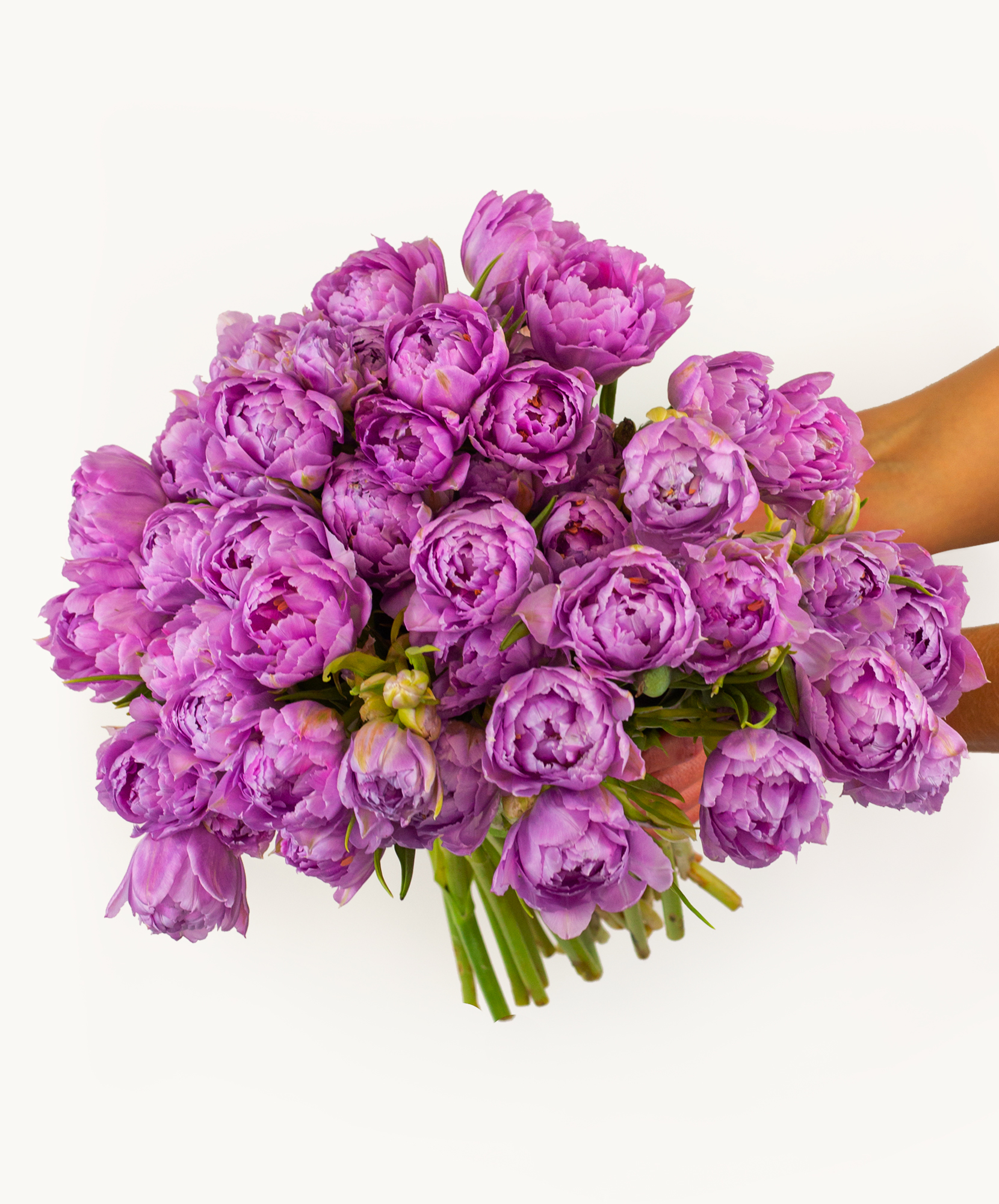 Vibrant bouquet of lush purple peonies held delicately, perfect for celebrations and gifting.
