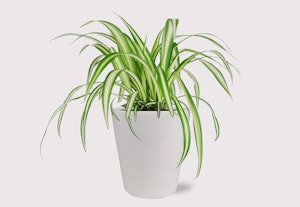 spider plant