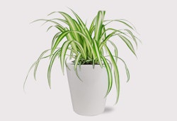 Lush spider plant with vibrant green and white striped leaves growing in a simple white pot isolated on a white background, portraying a minimalist and fresh home decor aesthetic.