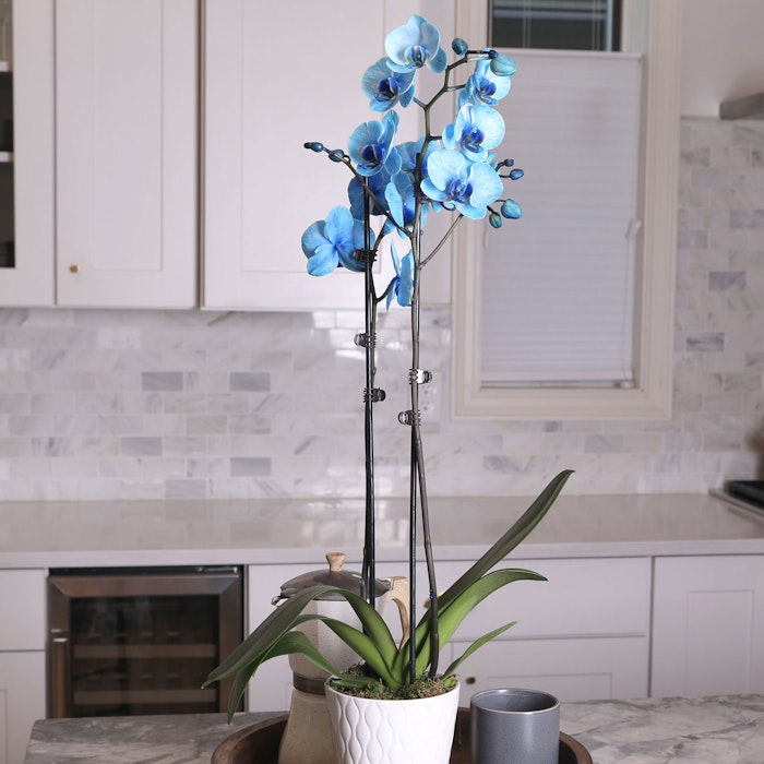 Blue artificial orchid in a white pot on a wooden tray, showcased on a kitchen counter with white cabinets and a herringbone tile backsplash.