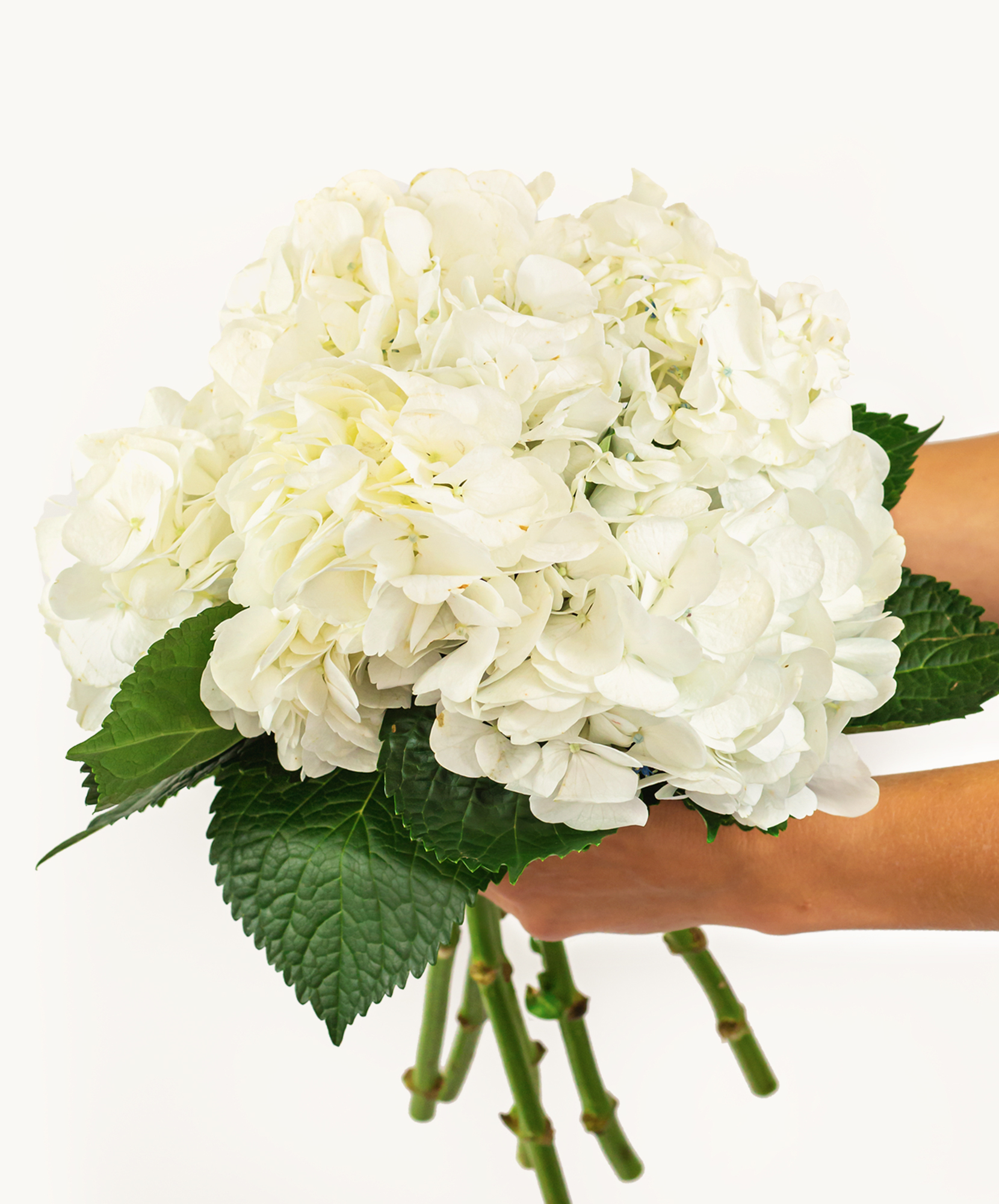 A pristine white hydrangea bouquet held delicately with lush green leaves.
