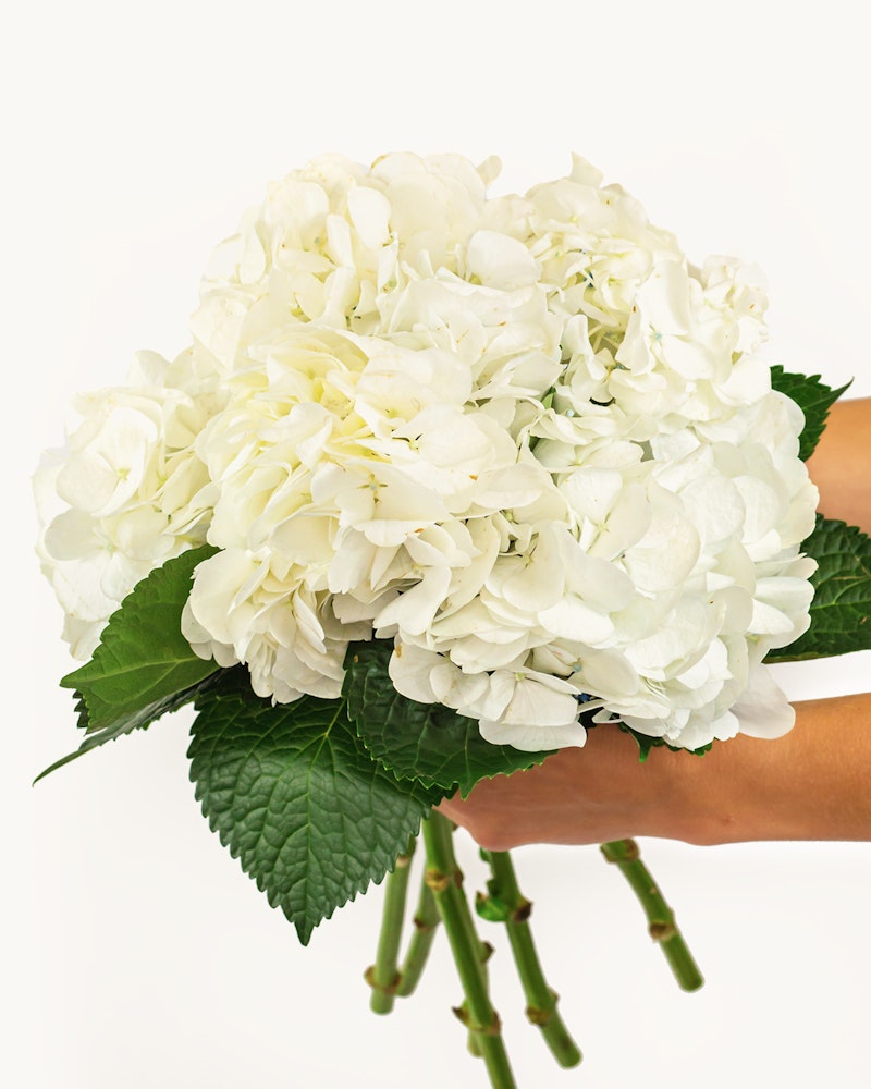 Close-up of a person holding a beautiful bouquet of white hydrangeas with lush green leaves against a clean white background, perfect for special occasions.