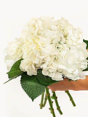 A pristine white hydrangea bouquet held delicately with lush green leaves.