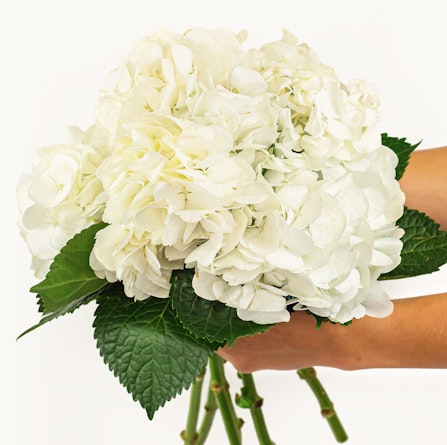 A pristine white hydrangea bouquet held delicately with lush green leaves.
