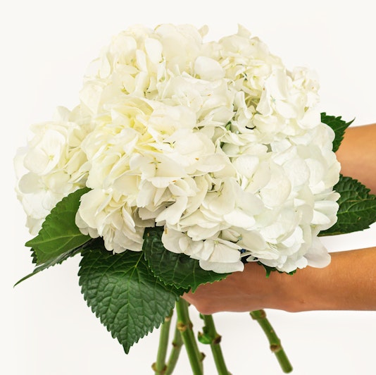 A pristine white hydrangea bouquet held delicately with lush green leaves.