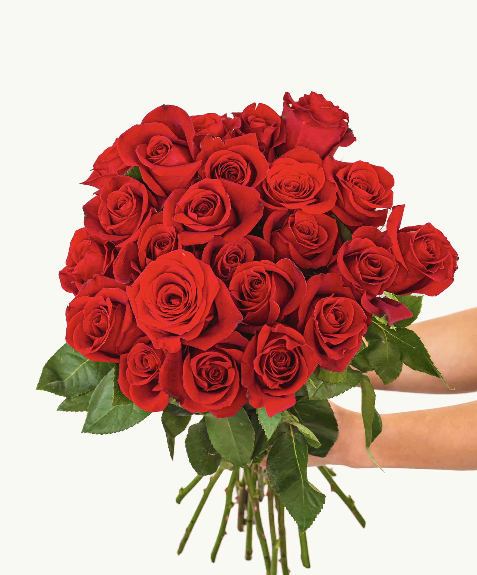 Splendid Red Roses Bouquet | BloomsyBox