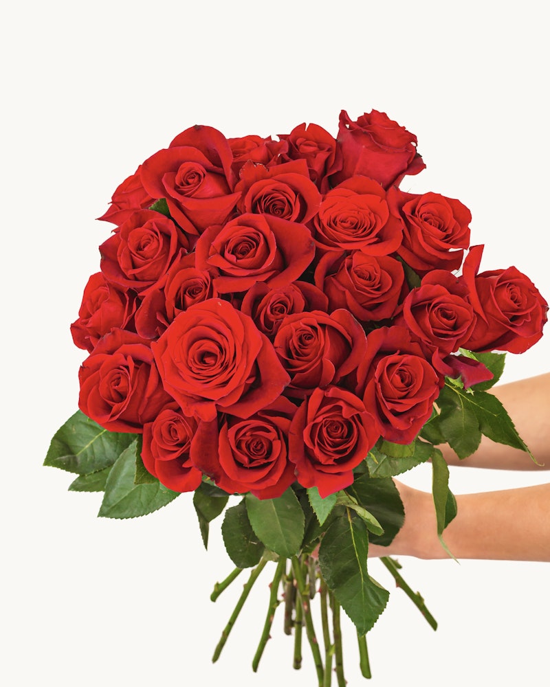 A vibrant bouquet of fresh red roses with lush green leaves, elegantly arranged and held against a white background, symbolizing love and romance.