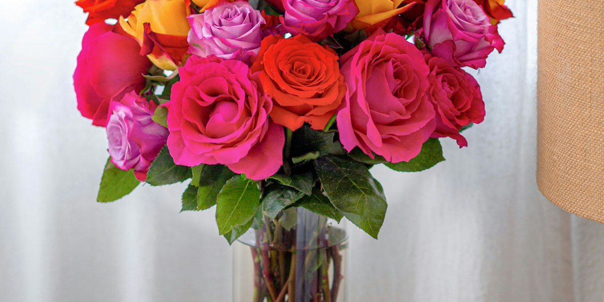Bestb Roses Where Are the Best Roses in The World From? | BloomsyBox