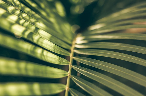 Close-up of a palm leaf displaying its long, slender green fronds with a soft focus background, showcasing the texture and patterns of the foliage.