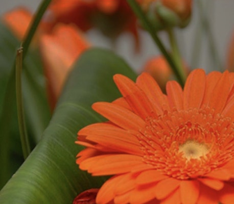 Close-up of vibrant orange gerbera daisy with a soft-focus background of green leaves and additional daisies, highlighting the intricate floral details and lush colors.