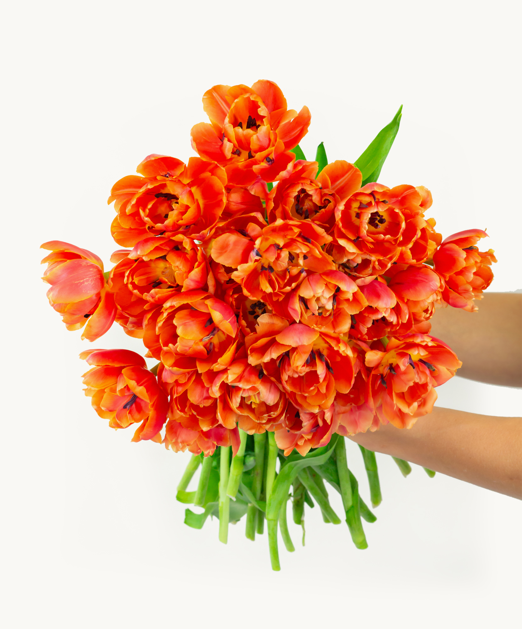 Vibrant orange tulip bouquet held gently, showcasing a burst of spring colors and freshness.