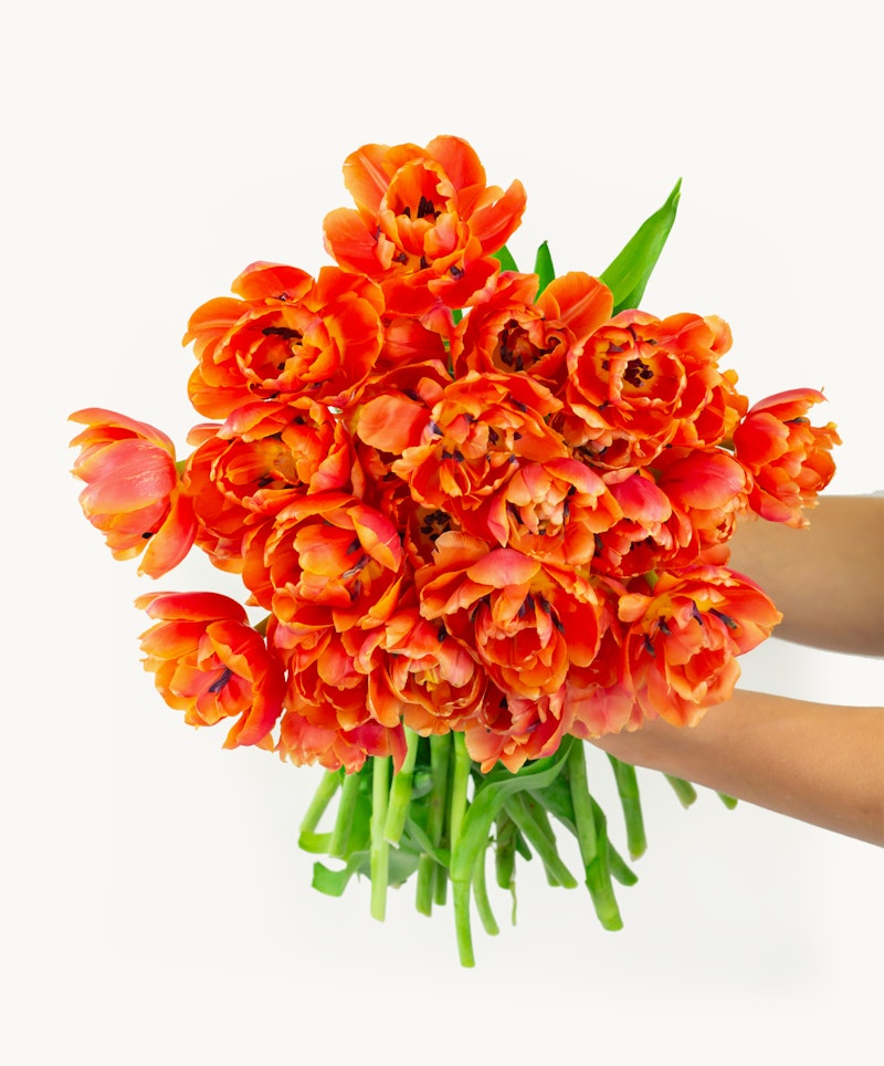 A vibrant bouquet of orange tulips with lush green stems being held by a person against a white background, depicting a fresh spring floral arrangement.