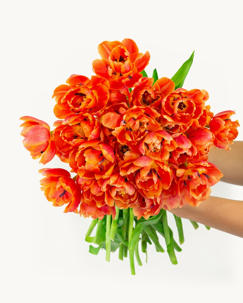 A vibrant bouquet of orange tulips with lush green stems being held by a person against a white background, depicting a fresh spring floral arrangement.
