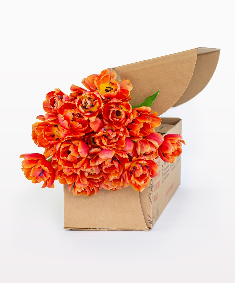 Vibrant orange tulips spilling out of an open cardboard box on a white background, symbolizing a fresh delivery or a spring-themed surprise gift.