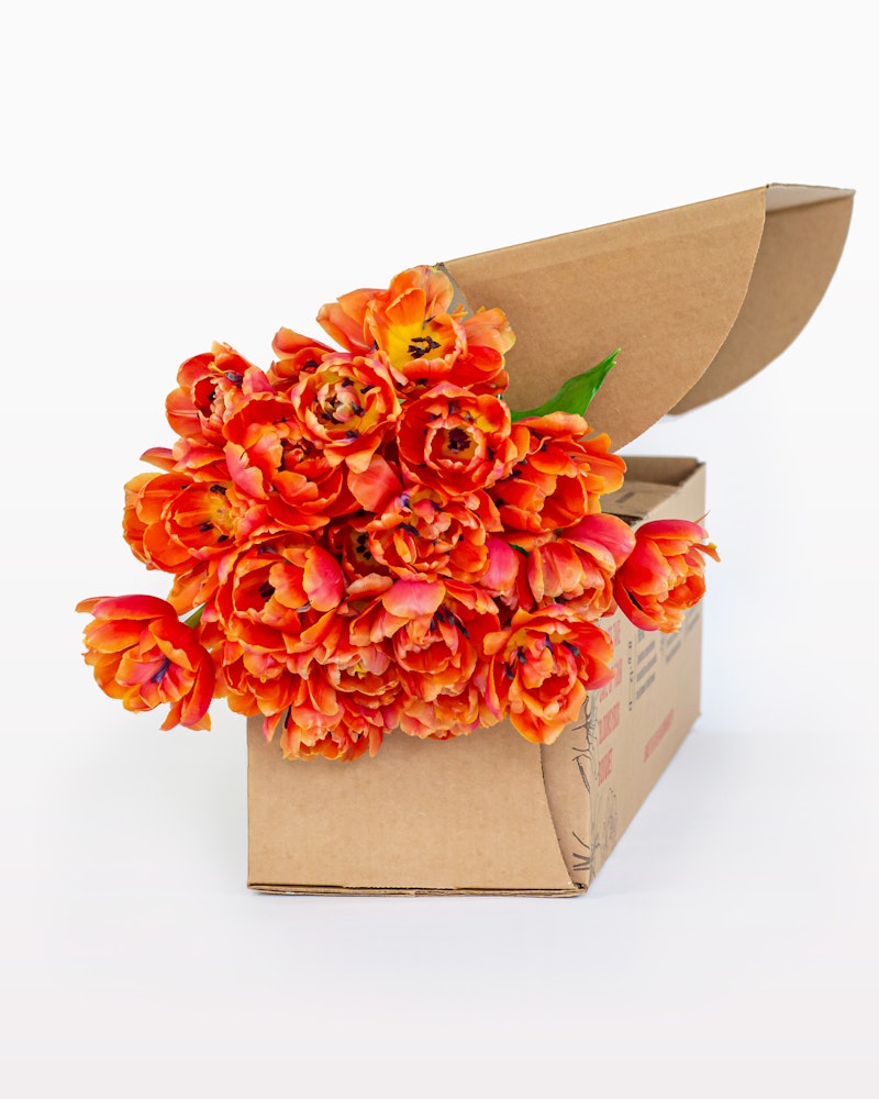Vibrant orange tulips spilling out of an open cardboard box on a white background, symbolizing a fresh delivery or a spring-themed surprise gift.