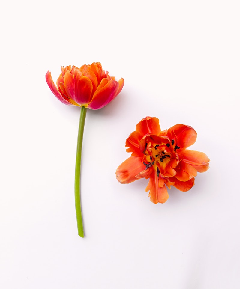 Two vibrant orange tulips with detailed petals and a visible stamen against a white background, one fully bloomed and the other partially open.