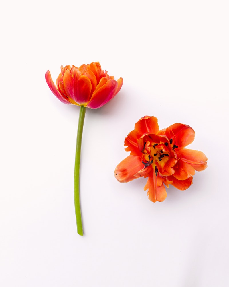 Two vibrant orange tulips with detailed petals and a visible stamen against a white background, one fully bloomed and the other partially open.