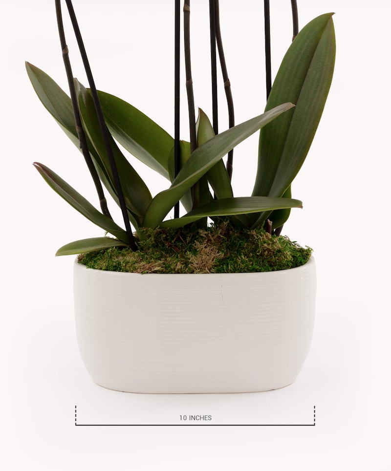 Orchid plant with lush green leaves and tall stems in a white textured planter against a white background, with a scale indicating the pot measures 10 inches.
