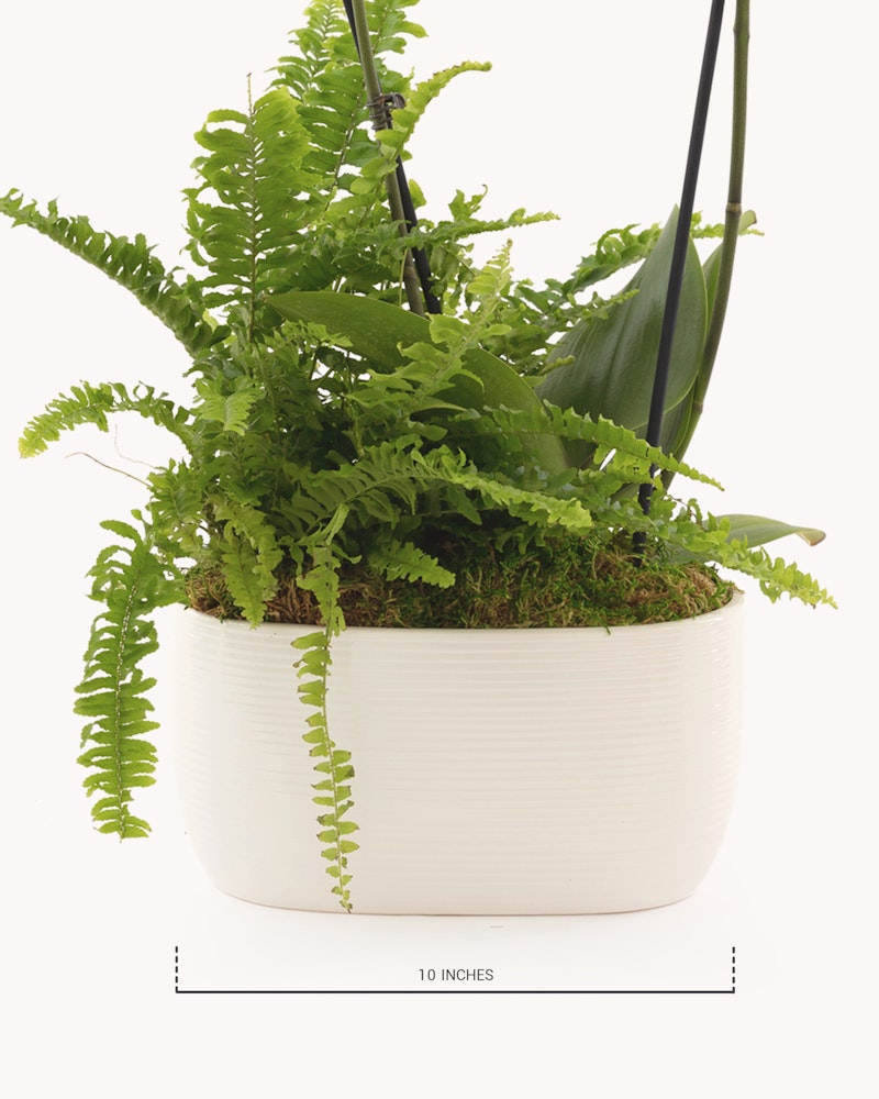 Lush green ferns and foliage plants flourishing in a textured white pot against a white background, with a "10 INCHES" measurement scale below for size reference.