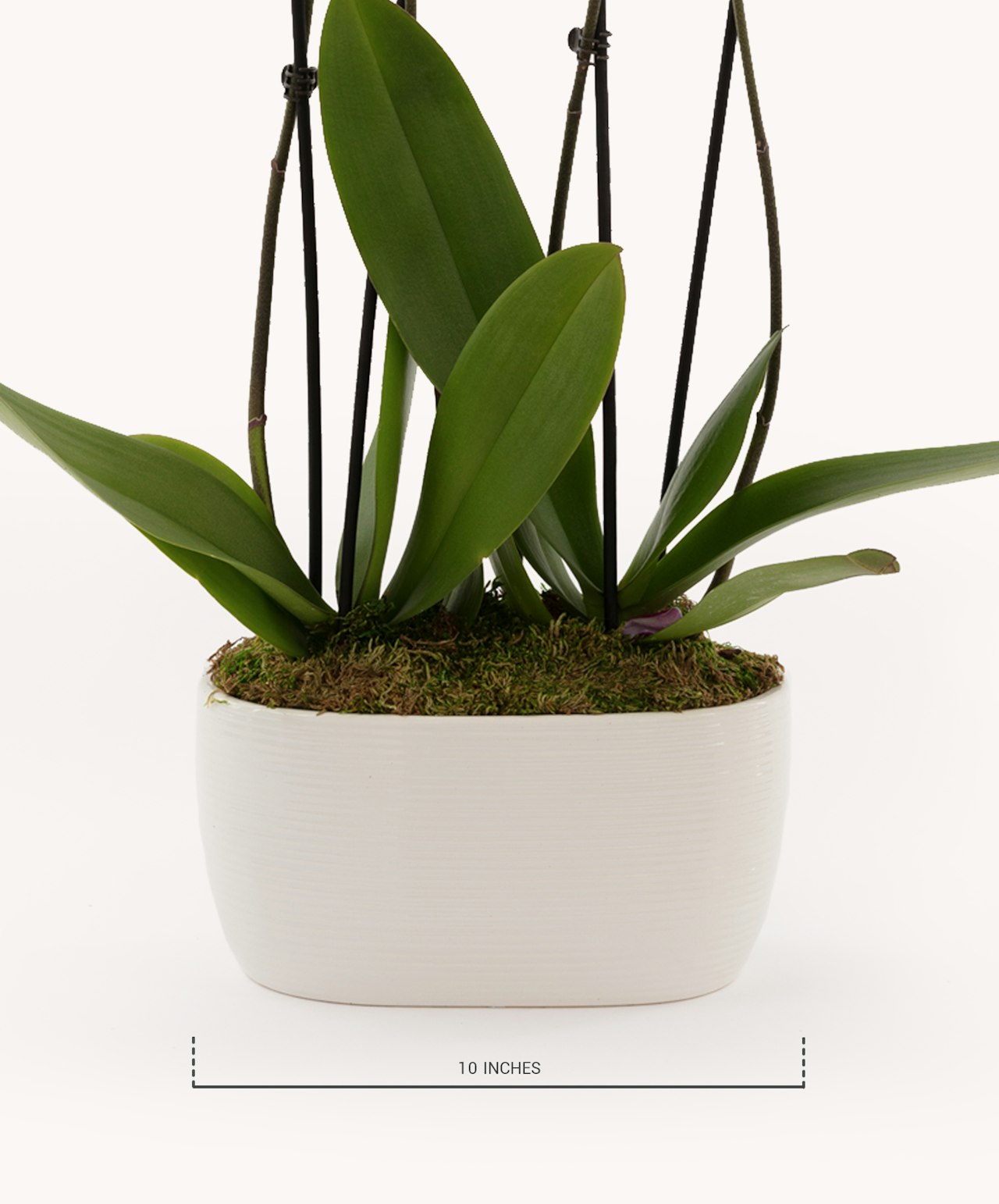 Elegant orchid plant in a stylish white pot, featuring lush green leaves and natural moss.