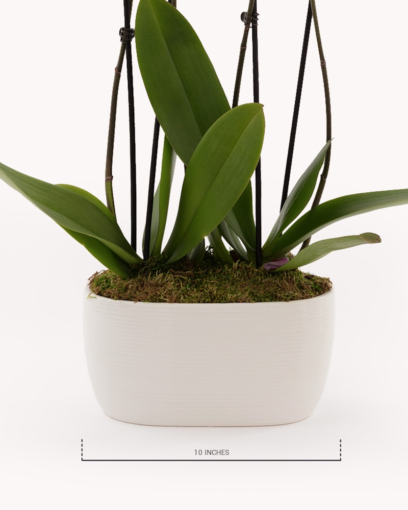 Orchid plant with lush green leaves in a white rounded pot, featuring a measurement indicator showing the pot's size as 10 inches, on a white background.