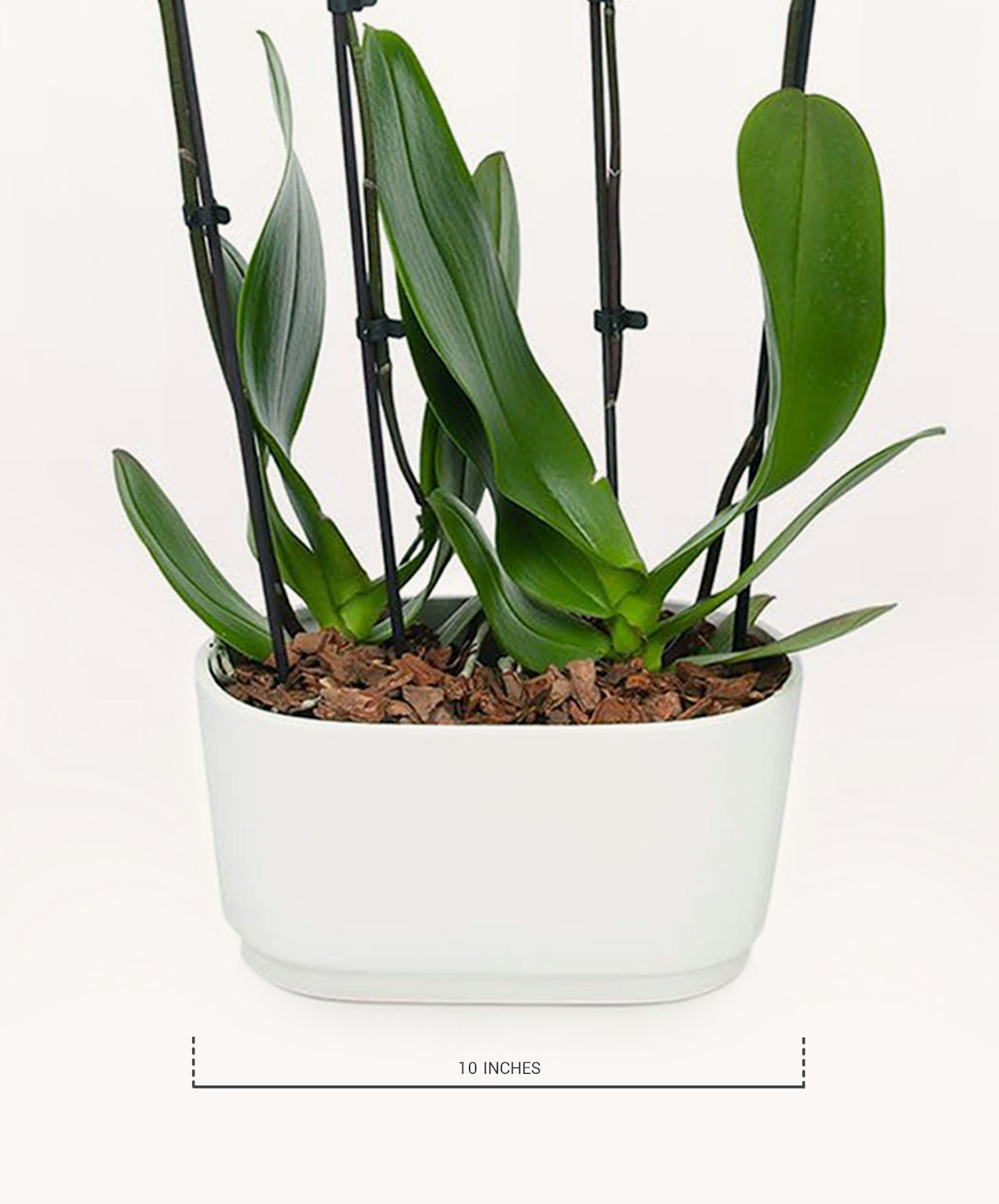 Elegant white orchid plant in a sleek 10-inch pot, enhancing any indoor space with greenery.