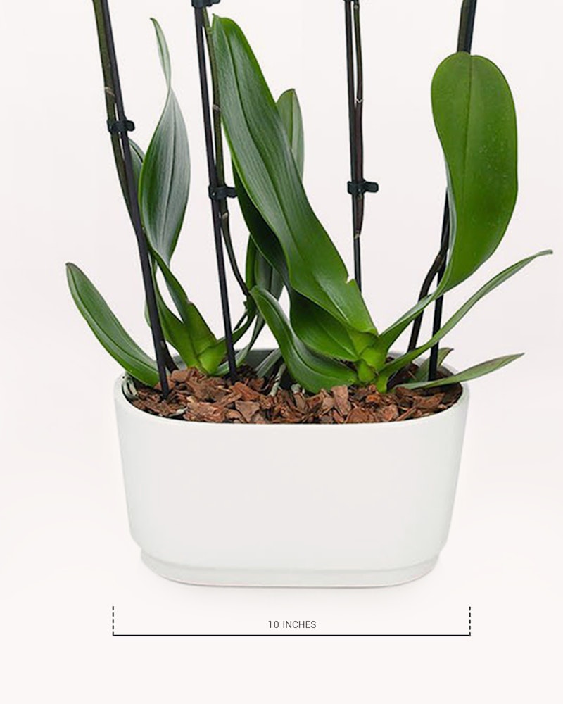 Healthy green orchid plant in a white oval pot with dry brown mulch, supported by black stakes, isolated against a white background, with a ten-inch size reference.