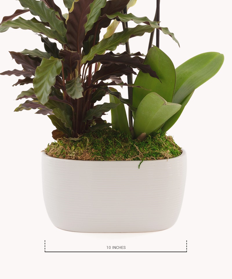 Lush indoor plants with broad leaves in a white 10-inch modern planter, isolated on a white background with measurement indicator.