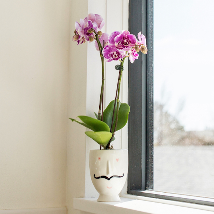 A vibrant purple orchid in a whimsical white pot with a mustache design sits on a sunlit windowsill, offering a charming contrast to the bright outdoor backdrop.