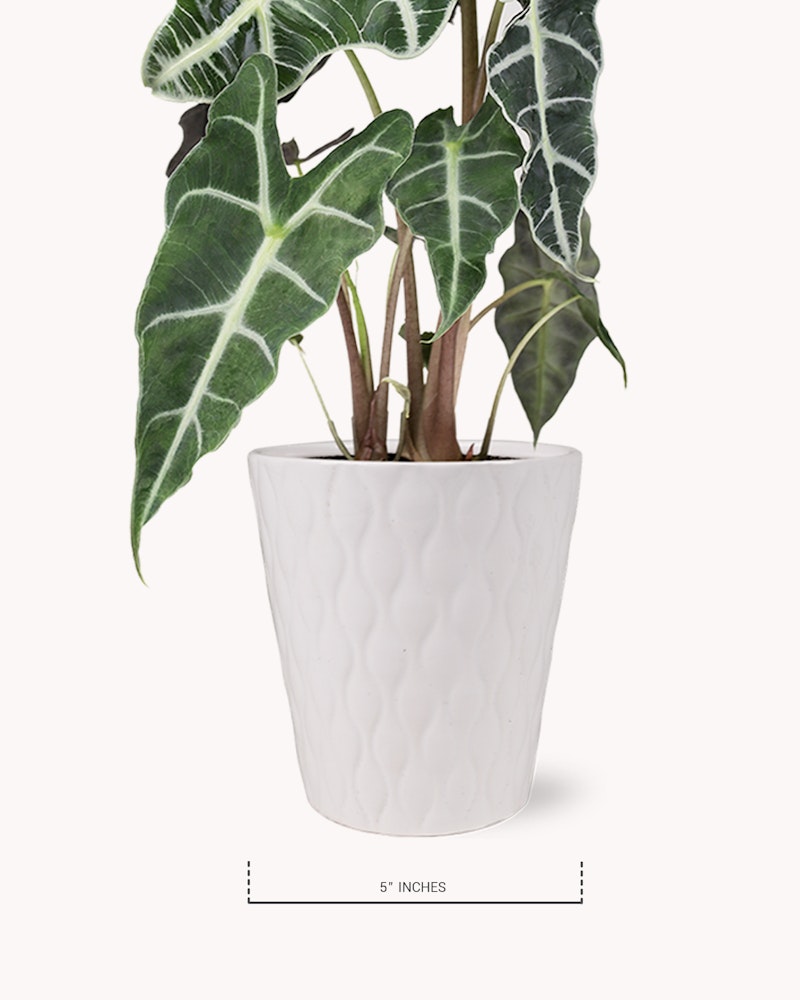 Potted Alocasia Amazonica with large, arrow-shaped green leaves featuring prominent white veins, presented in a 5-inch textured white ceramic planter on a plain background.