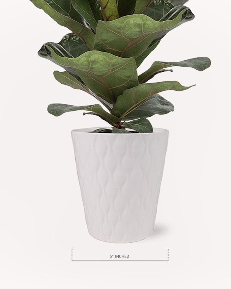 Large green-leafed plant in a textured white pot displayed against a clean, white background, with a label indicating the pot's size as 5 inches.