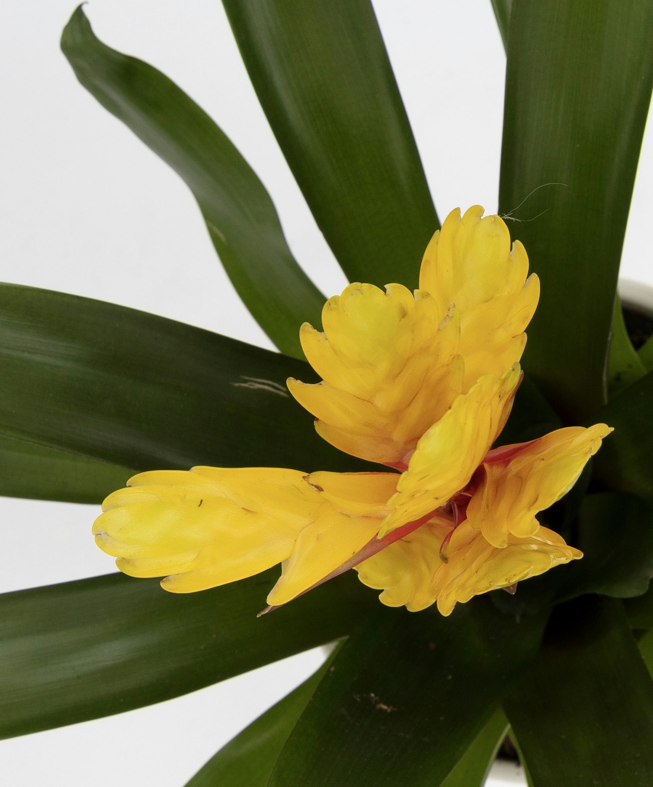 Vibrant yellow orchid blooms nestled among lush green leaves, showcasing natural beauty.