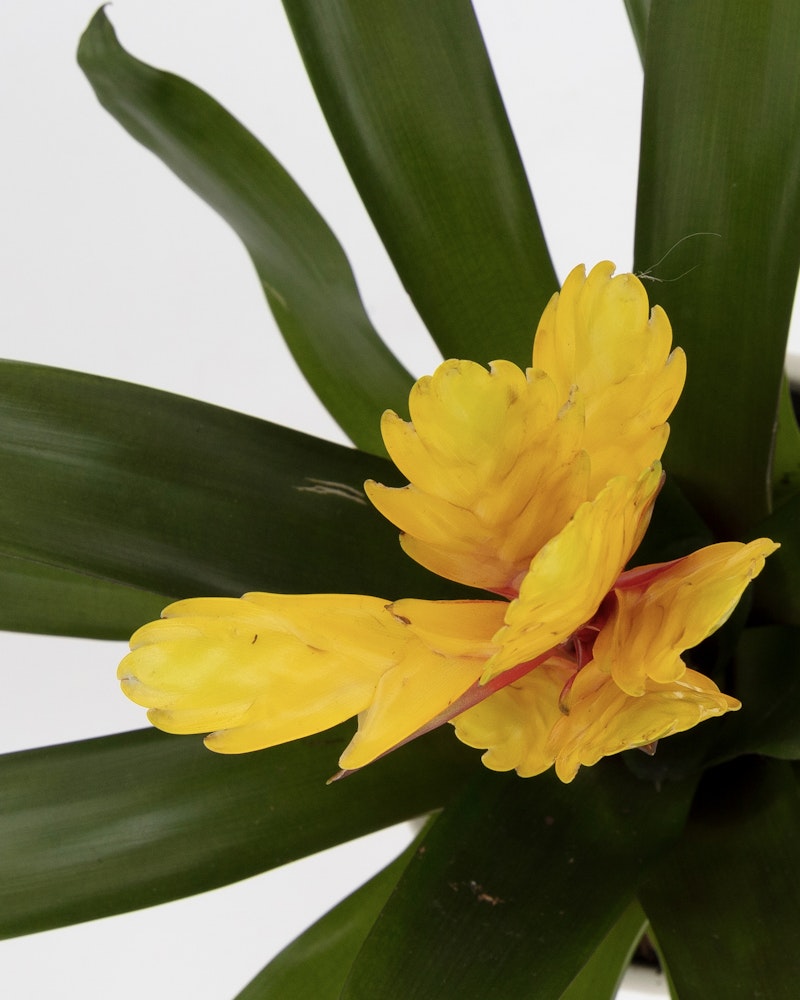 Vibrant yellow clivia miniata bloom with lush green leaves isolated on a clean white background, showcasing the natural beauty of these striking flowers.