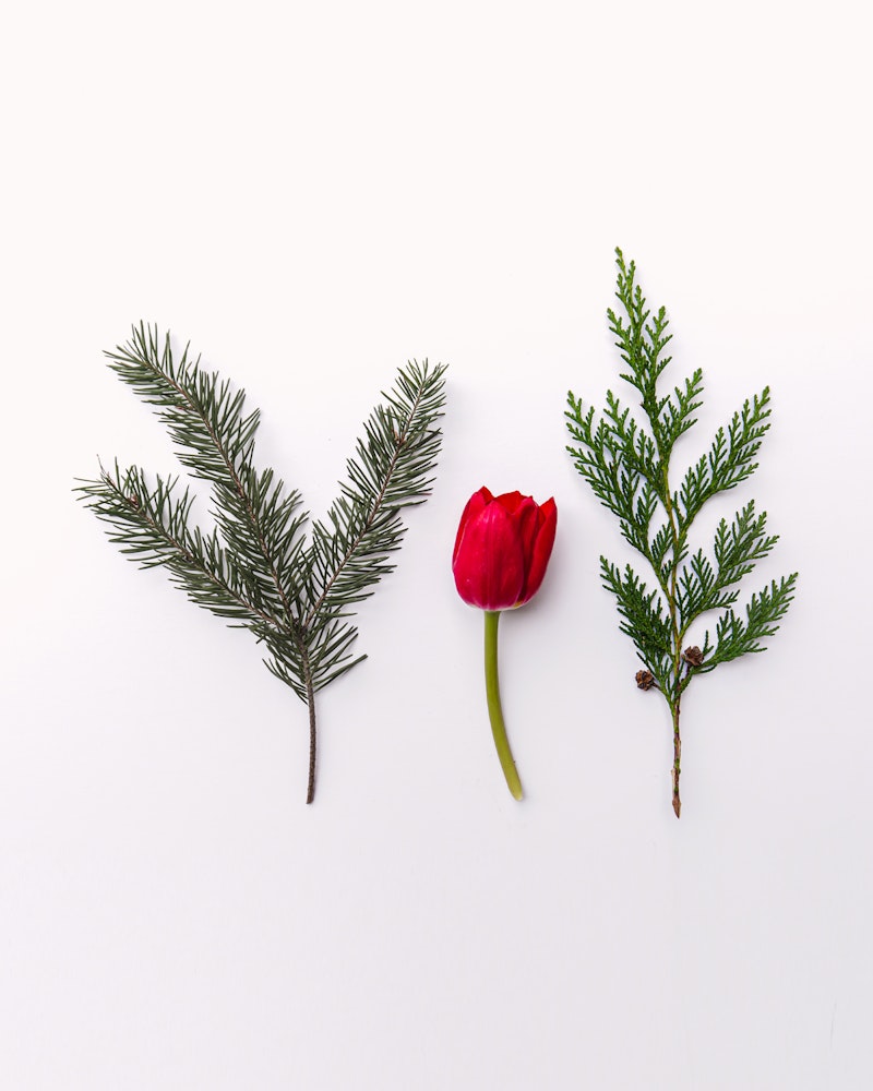 Two green fir branches on either side of a vibrant red tulip laid out on a clean white background, arranged to resemble a natural and simplistic composition.