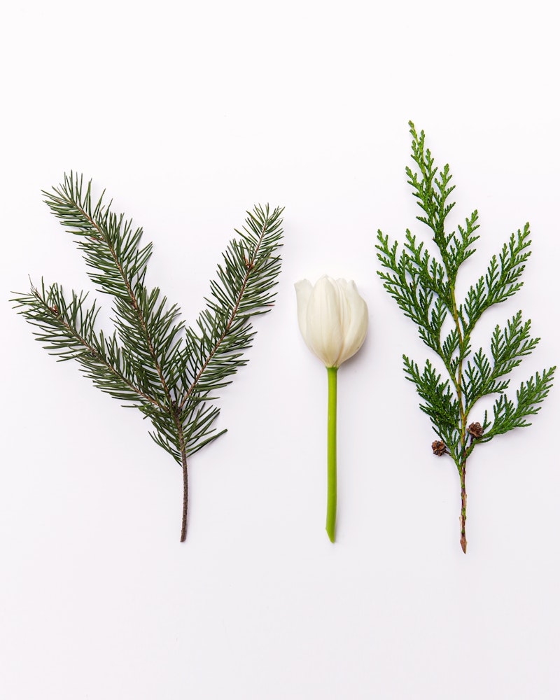 Two evergreen branches and a single white tulip arranged symmetrically on a white background, creating a minimalist nature-inspired composition.