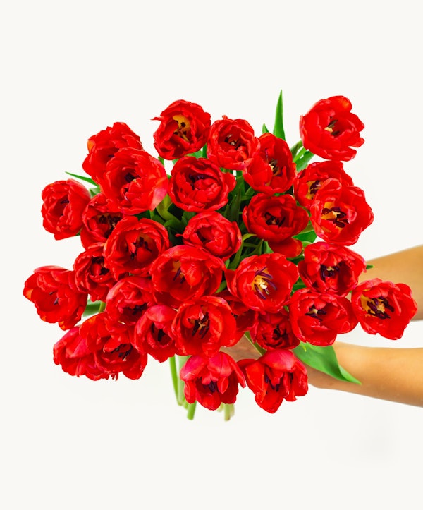 Hand holding a vibrant bouquet of red tulips with visible petals and green leaves against a white background, ideal for a floral gift or decoration concept.