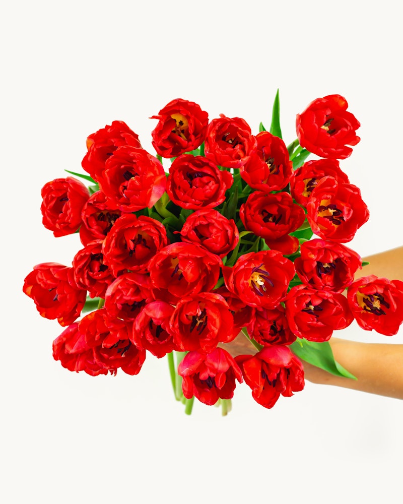 Hand holding a vibrant bouquet of red tulips with visible petals and green leaves against a white background, ideal for a floral gift or decoration concept.