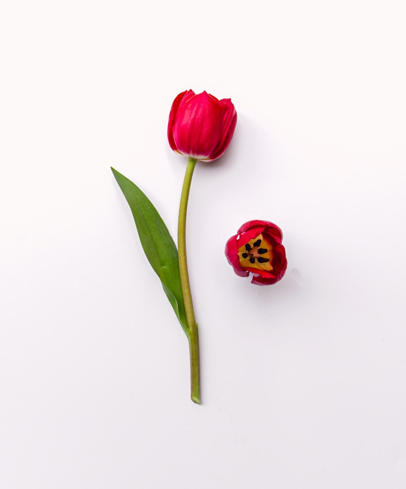 Vibrant red tulip with a green leaf and stem on a white background, next to a dissected tulip revealing black seeds inside the bloom.