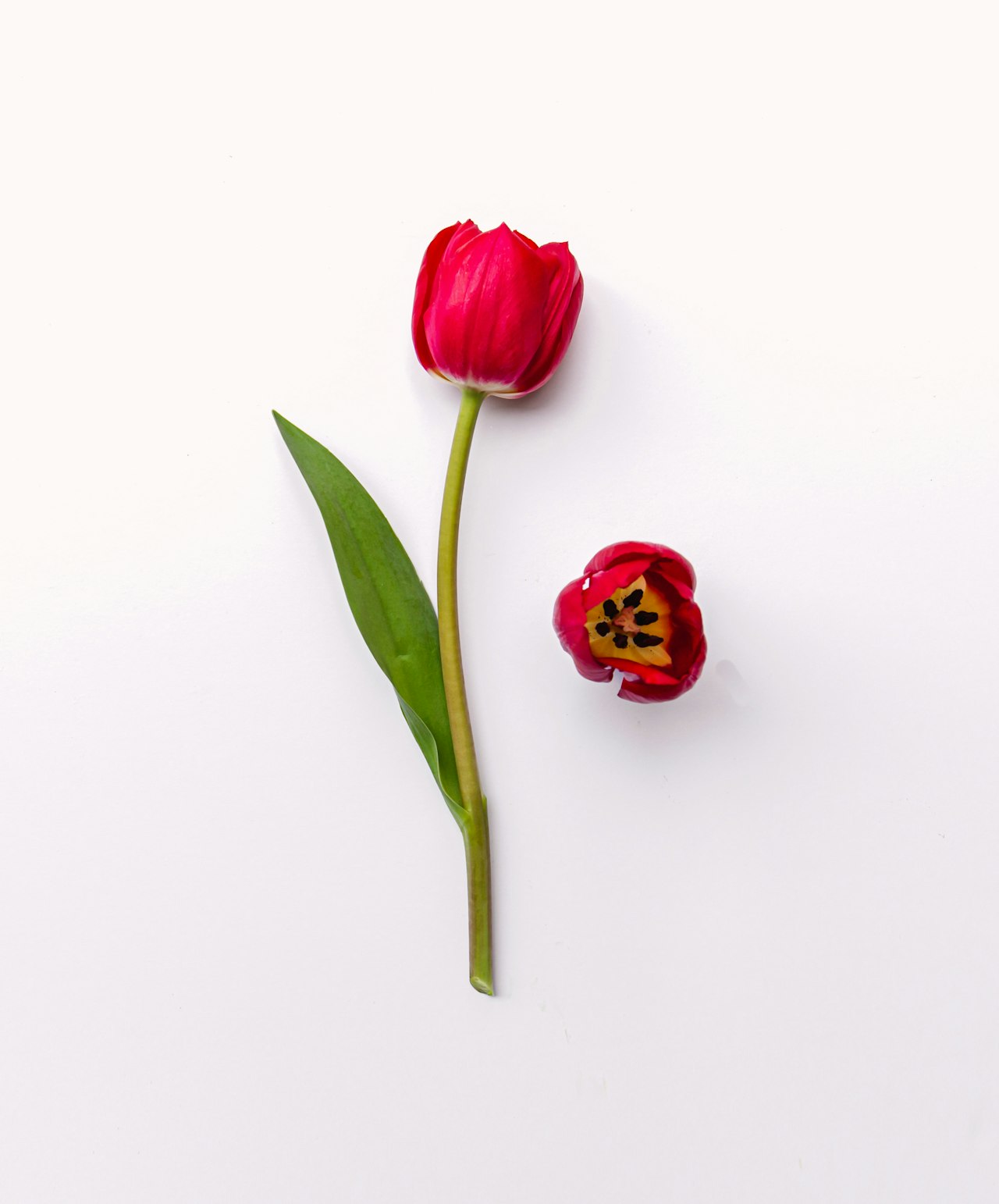Vibrant red tulip with green leaves, showcasing nature's beauty and elegance.