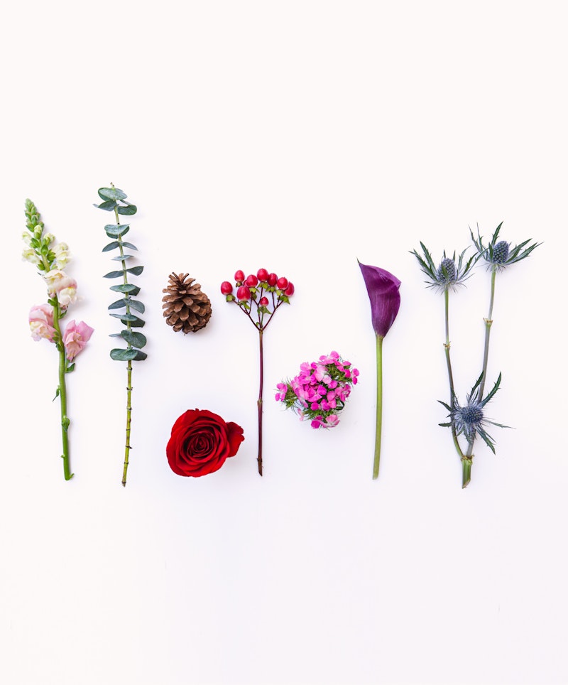 Various plants and flowers neatly arranged in a row on a white background, including a pine cone, a red rose, and a purple calla lily.