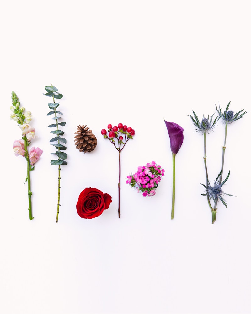 Various plants and flowers neatly arranged in a row on a white background, including a pine cone, a red rose, and a purple calla lily.