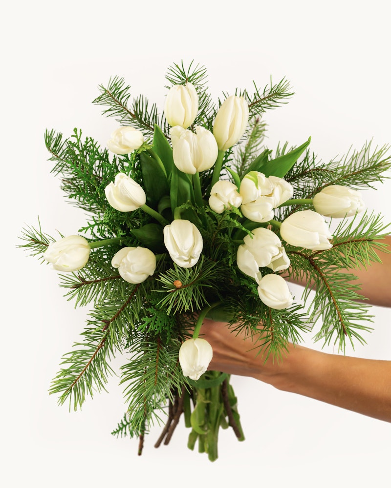 A vibrant bouquet of fresh white tulips intertwined with green fern leaves, held by a pair of hands against a clean, white background, presenting a natural and elegant arrangement.