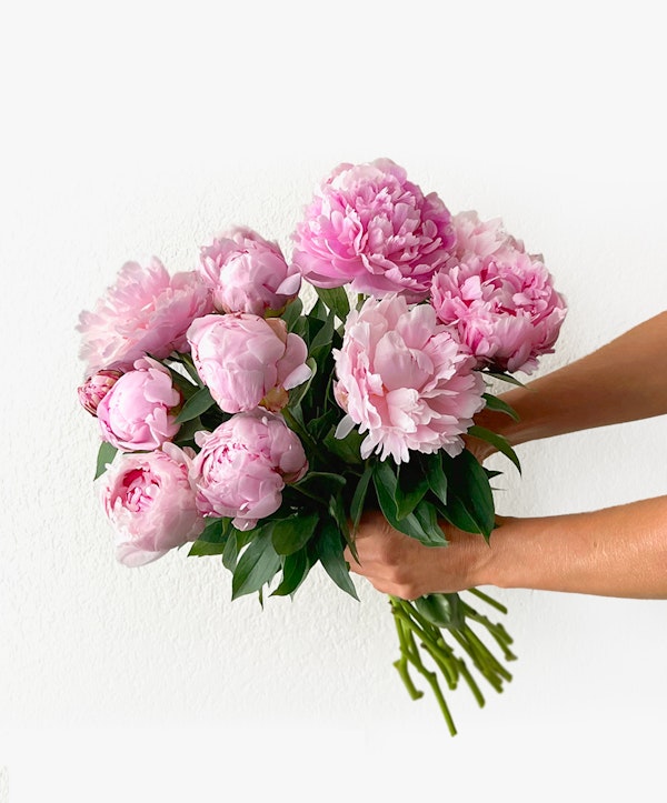 A person holding a lush bouquet of pink peonies with dark green leaves against a crisp white wall, showcasing the full blooms in a minimalist setting.