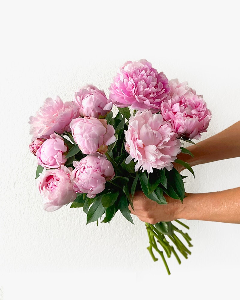 A person holding a lush bouquet of pink peonies with dark green leaves against a crisp white wall, showcasing the full blooms in a minimalist setting.