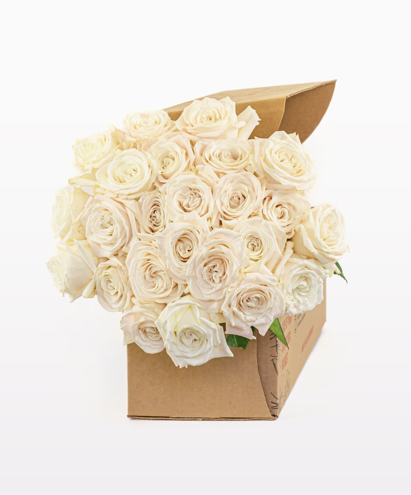 A bouquet of fresh, creamy white roses packaged neatly in an open cardboard box against a clean, white background, evoking a sense of elegance and simplicity.