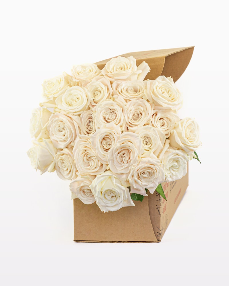 A bouquet of fresh, creamy white roses packaged neatly in an open cardboard box against a clean, white background, evoking a sense of elegance and simplicity.