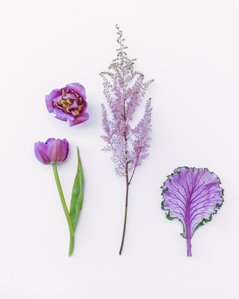 Four different plant elements isolated on a white background, including a tulip, an opened tulip, a sprig of lilac flowers, and a purple kale leaf arranged neatly.