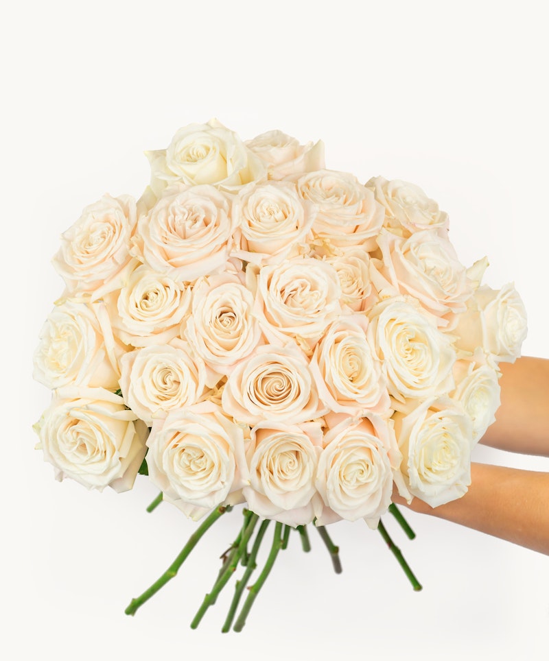 A person holding a large bouquet of fresh pale pink and white roses with a clean white background, perfect for wedding or romantic occasions.