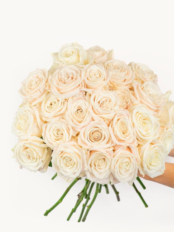 A person holding a large bouquet of fresh pale pink and white roses with a clean white background, perfect for wedding or romantic occasions.